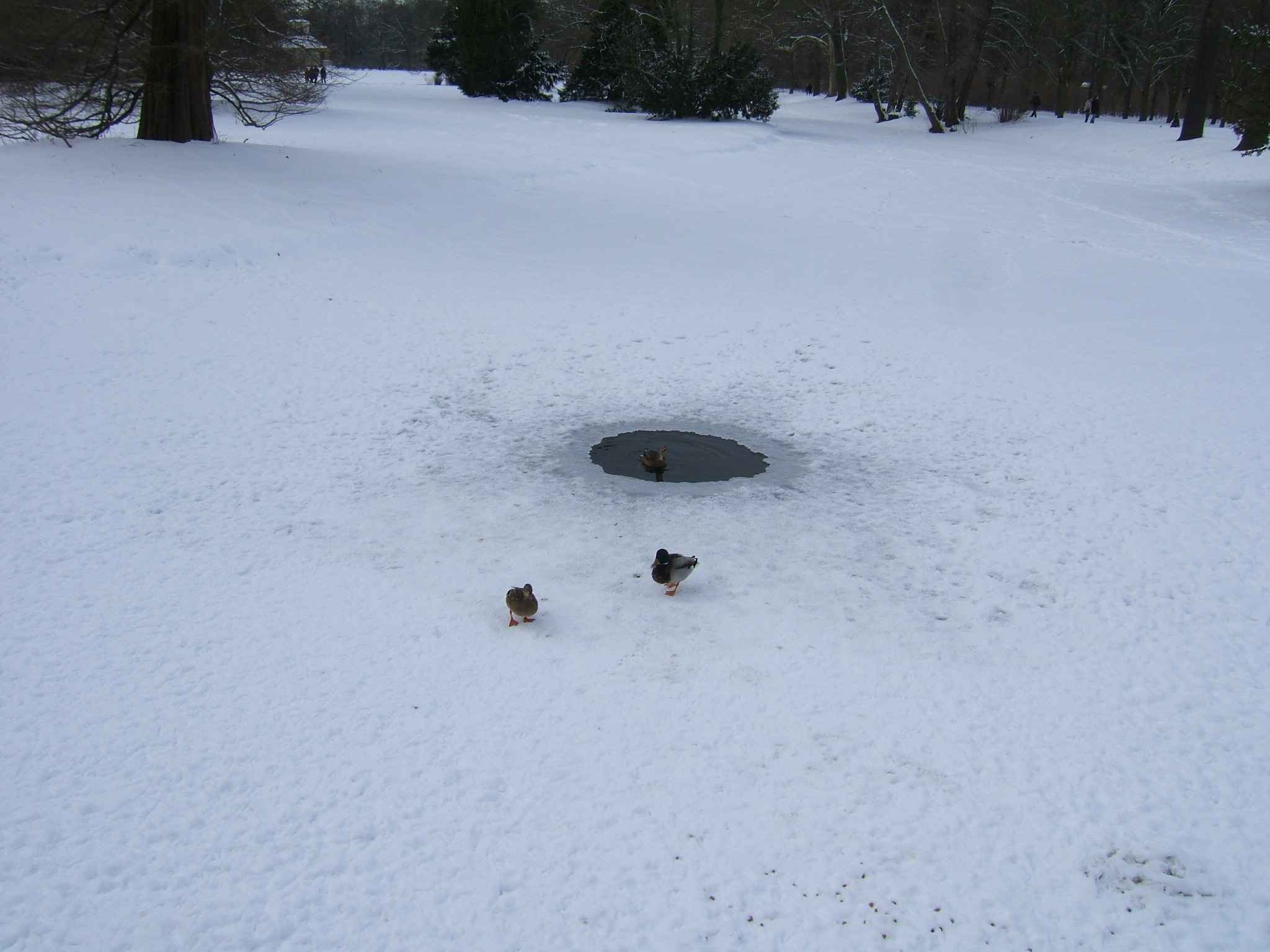 EisEnten